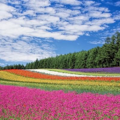 穿山甲解谜官方版下载